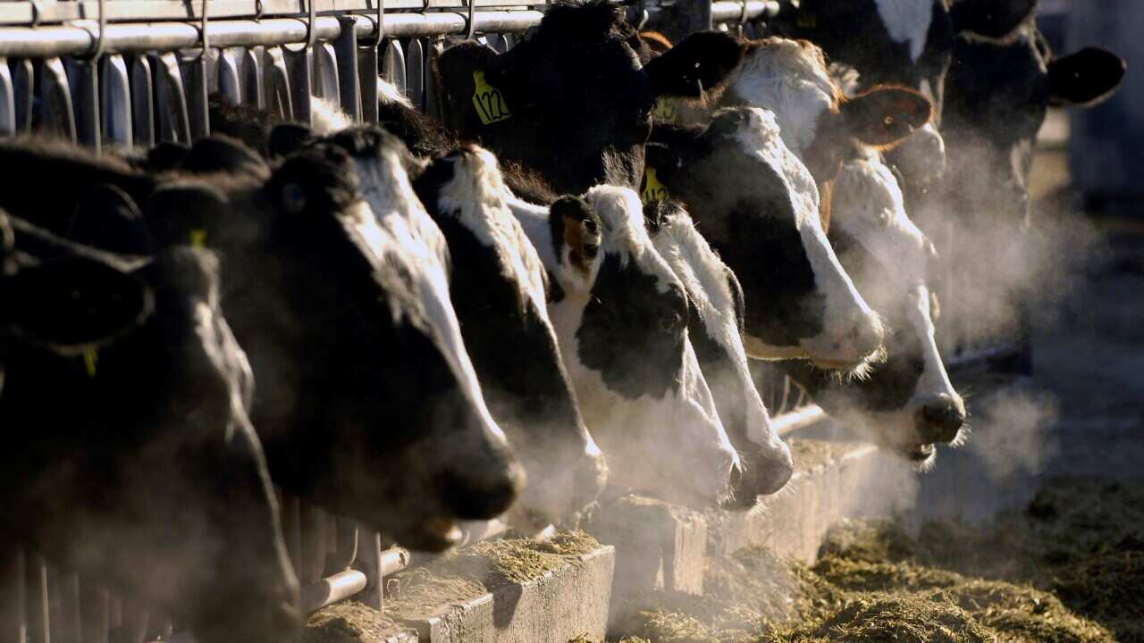 Bird Flu-Food Safety
