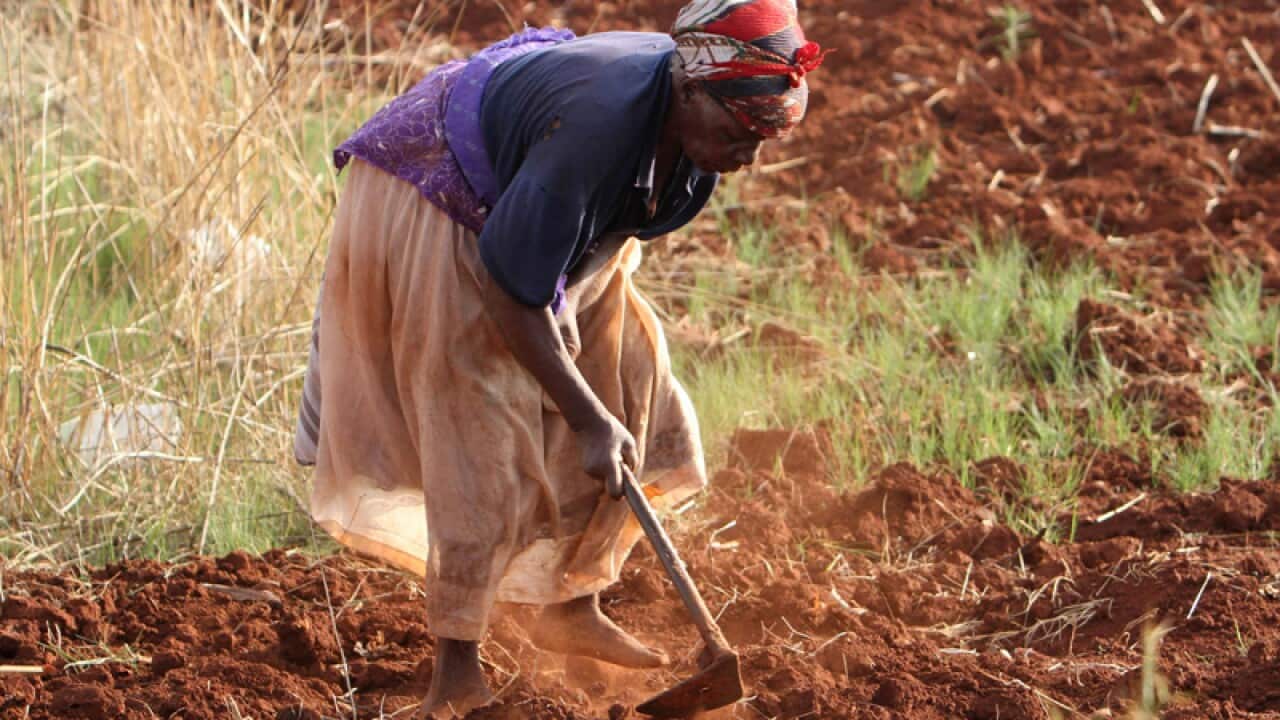 A woman tills her plot in Harare