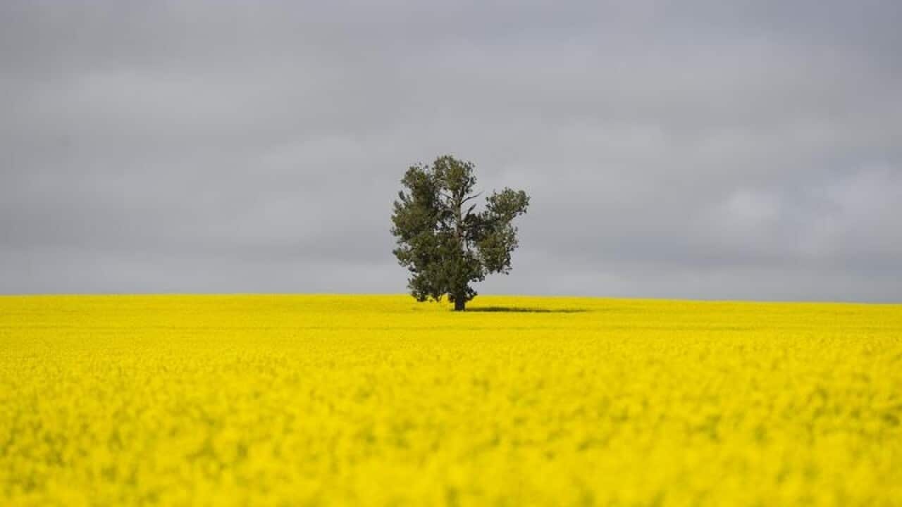 A tree is seen in a canola field in the NSW Riverina