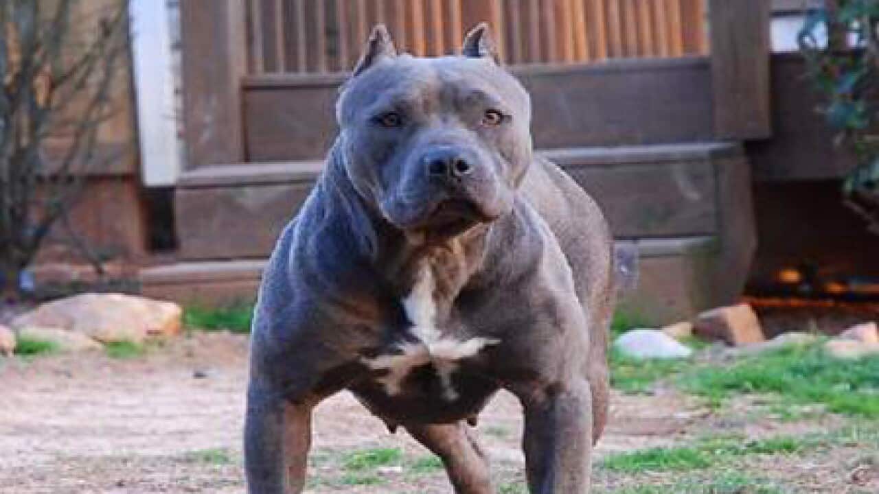 Pitbull