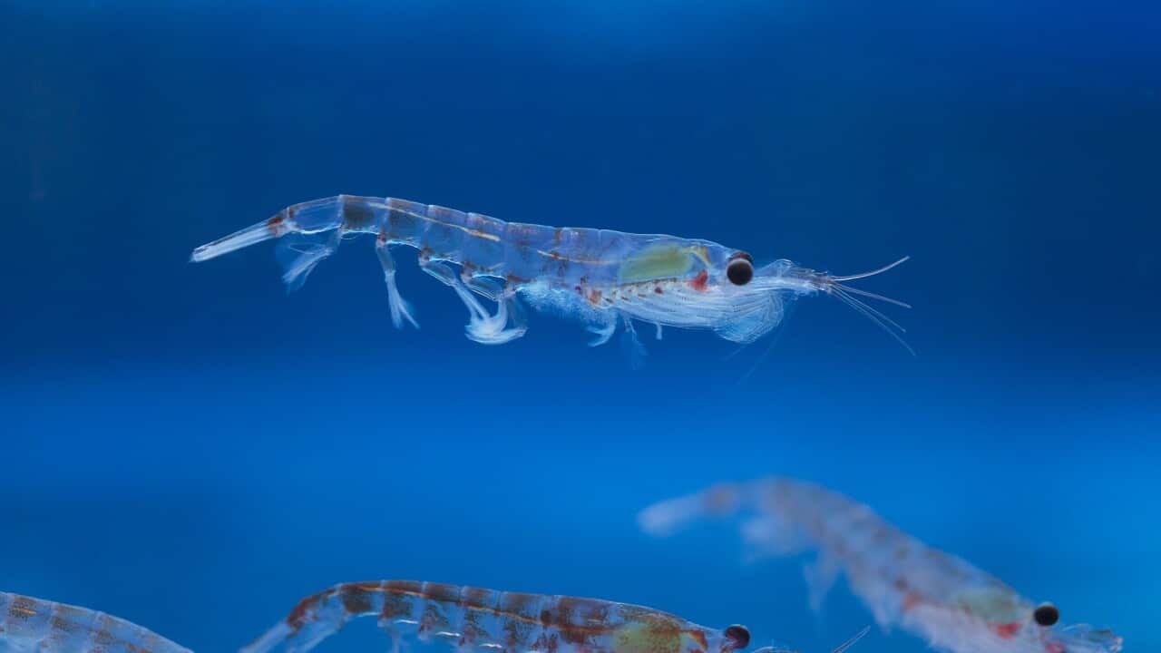 Image of Antarctic Krill (AAP)
