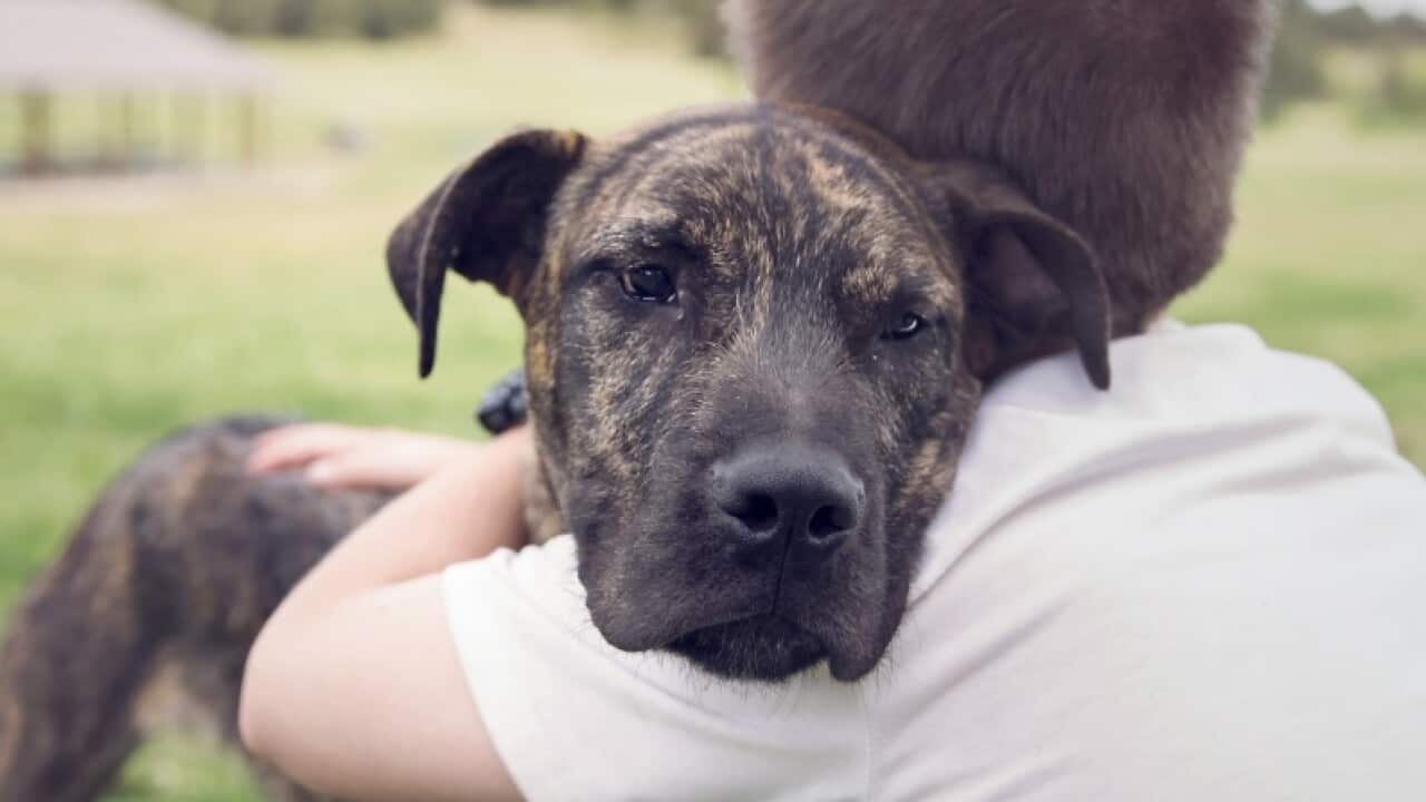 Family law reforms for pets