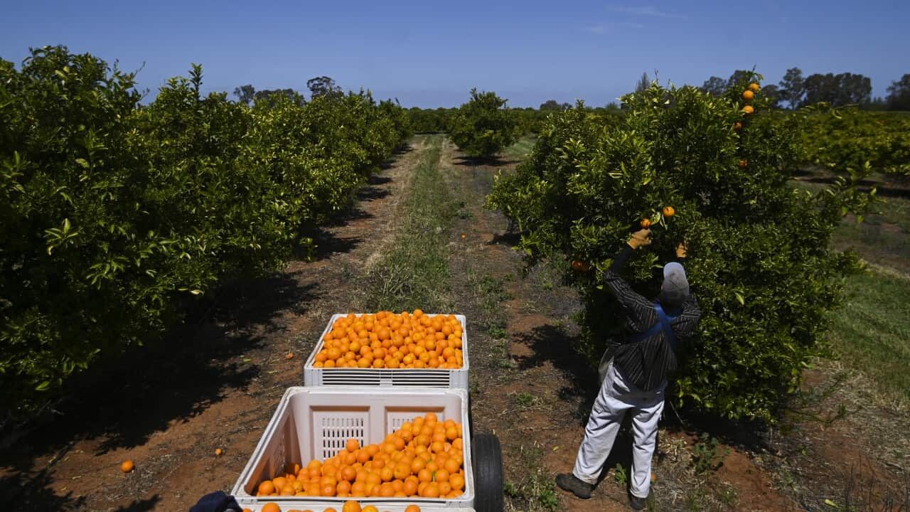 Labor criticised over worker visa rule backflip that could affect thousands