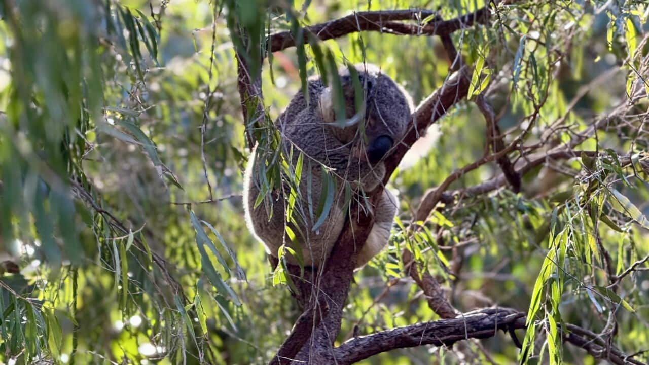 'This should be good news': The koala success story with a catch