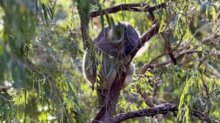 A koala sleeping curled up on a branch of a Eucalyptus tree.