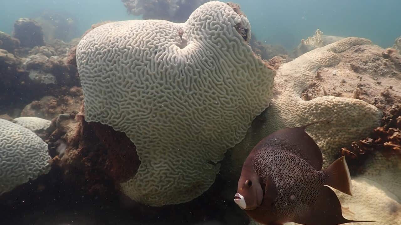 A fish swims near coral showing signs of bleaching (AAP)