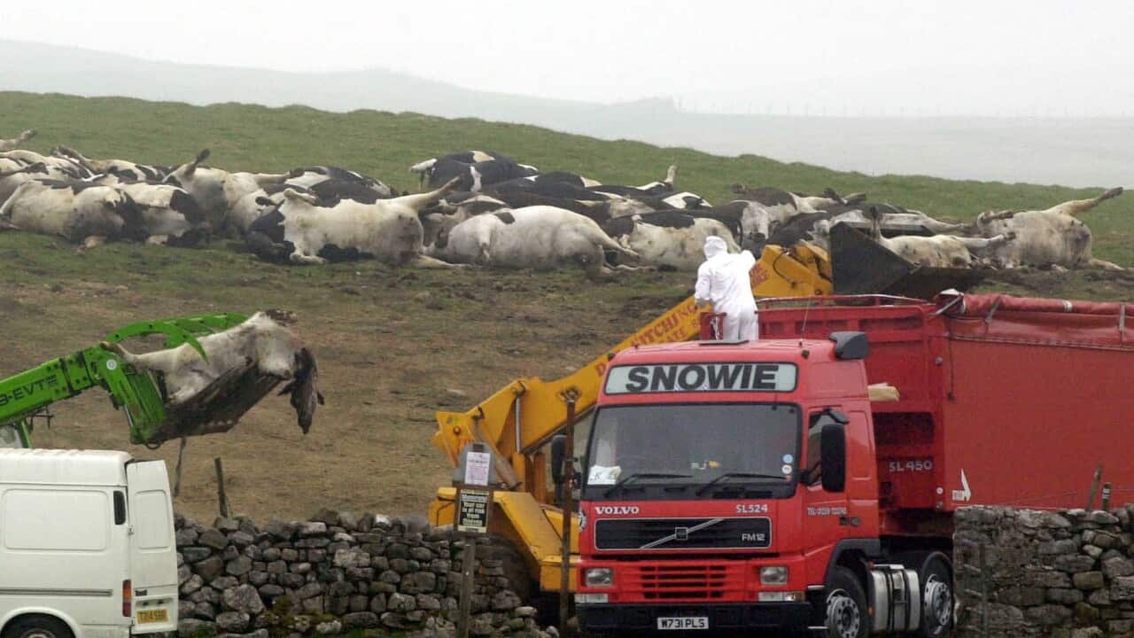 Foot and Mouth Disease Slaughter