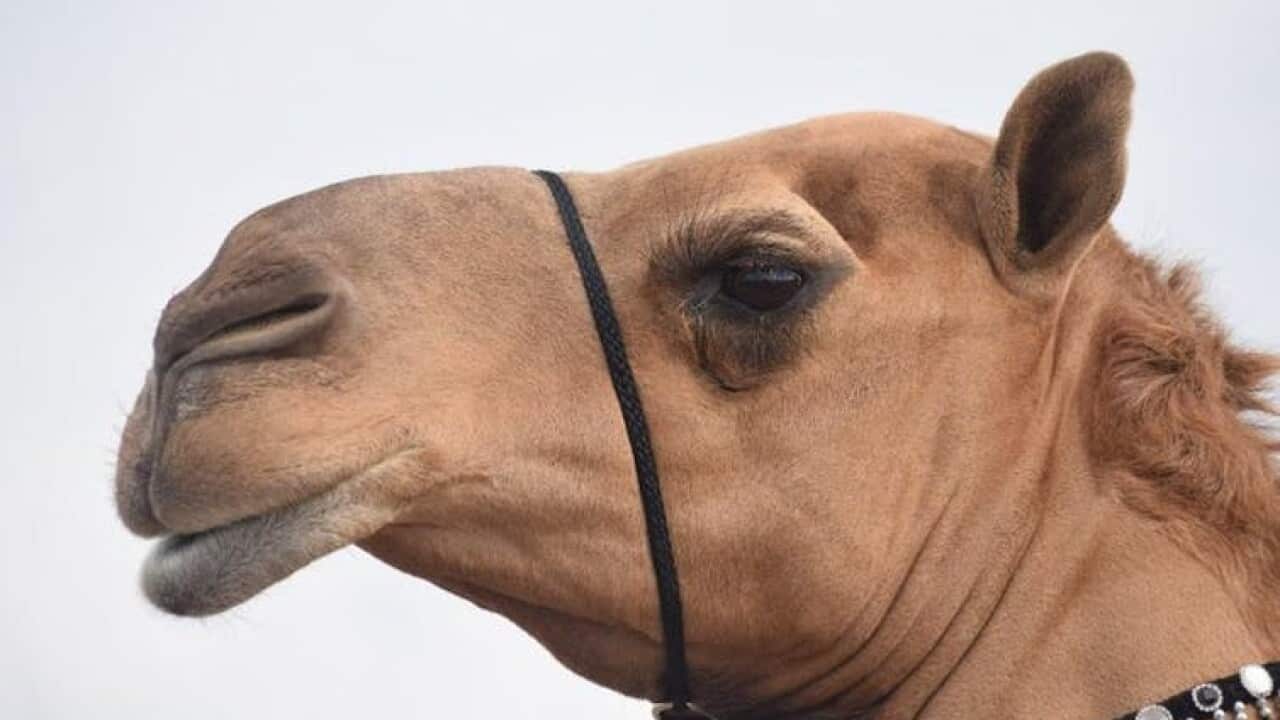 Image for read more article 'Contenido relacionado:'