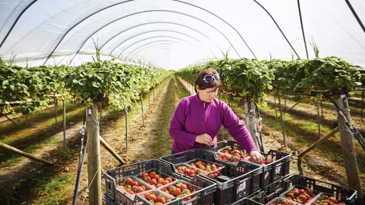 short-term farm jobs.jpg