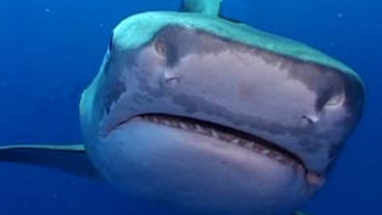 Bull_shark_1201_B_339673928