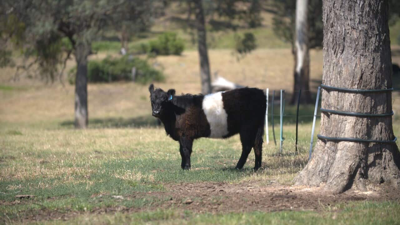 The Belted Galloways are a rare and premium breed of cattle.
