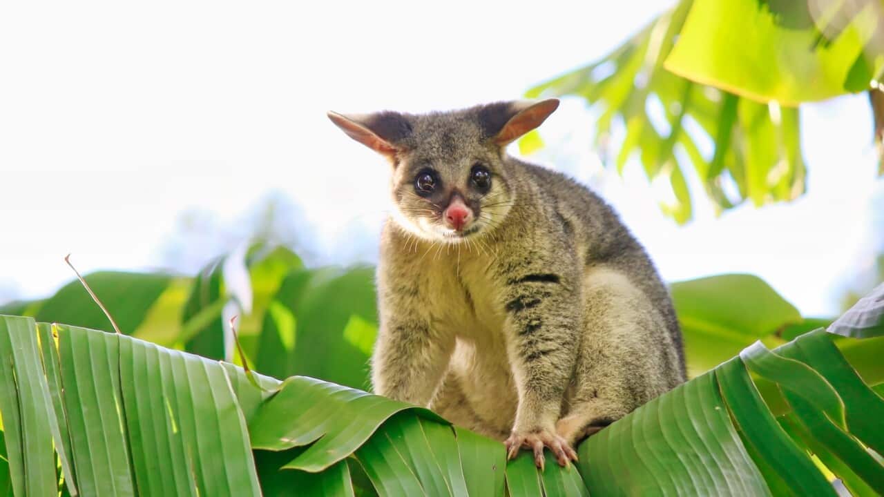 Brushtail Possum on a banana tree
