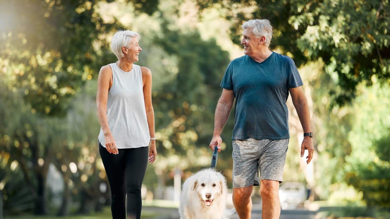 Retirement, fitness and walking with dog and couple in neighborhood park for relax, health and sports workout. Love, wellness and pet with old man and senior woman in outdoor morning walk together