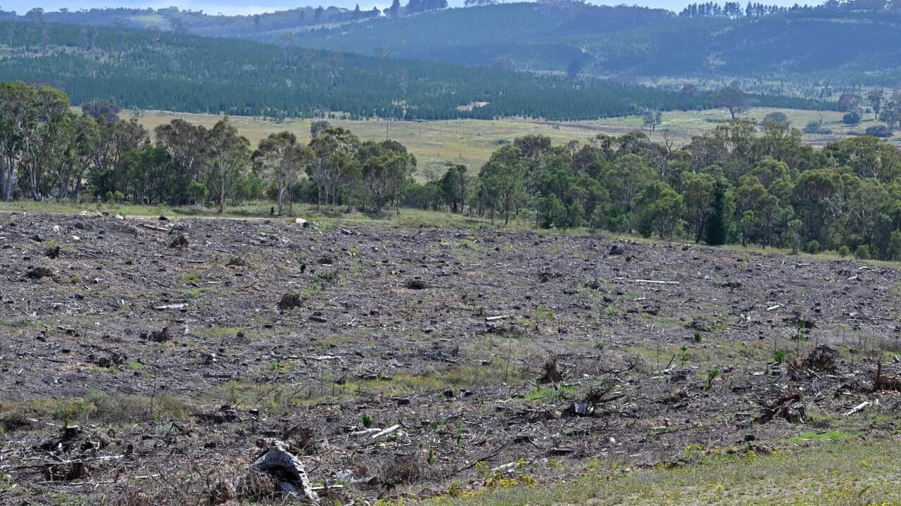 Land clearing on the Kings Highway, between Bungendore and Queanbeyan in NSW (AAP)