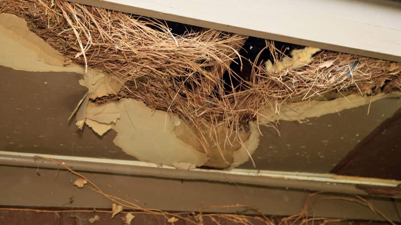 A nest made of pine straw is found where rats have been nesting on a property roof.