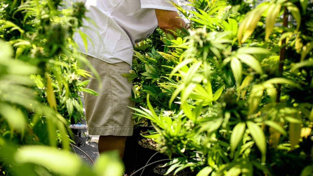 Guy Lindblom picks unnecessary leaves from mature cannabis plants