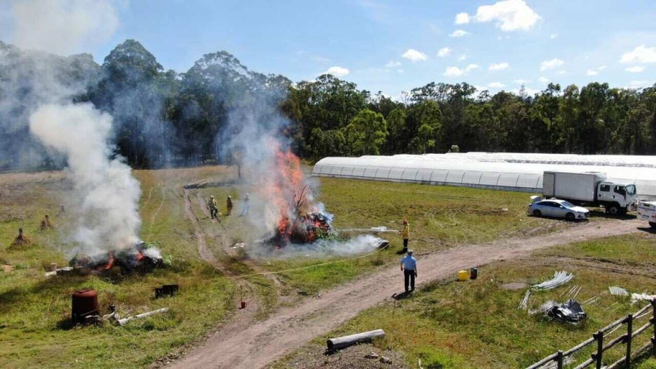 NSW cannabis bust: 14 arrested, $40 million plants seized