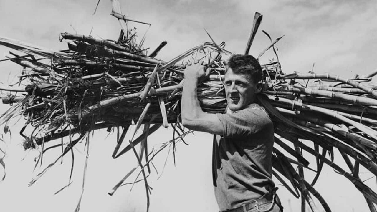 800px-StateLibQld_2_102489_Sugar_cane_worker_carrying_a_bundle_of_cut_cane_at_Nambour,_Queensland,_1938.jpg