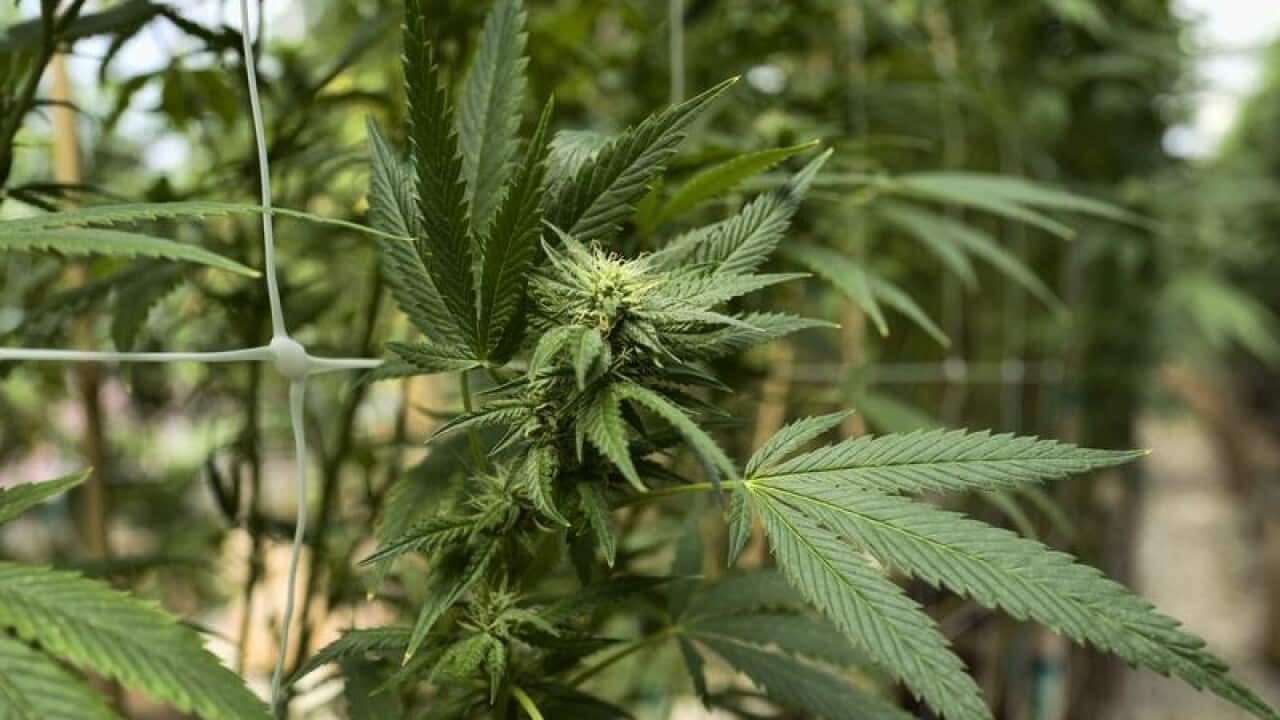 Cannabis plants growing in California (file image)