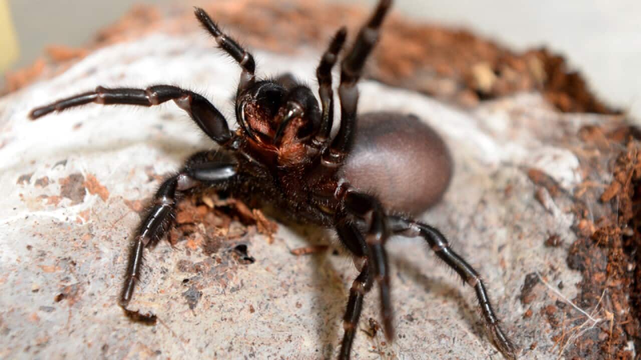 A female Sydney Funnel Web spider is seen at WILD LIFE Sydney Zoo