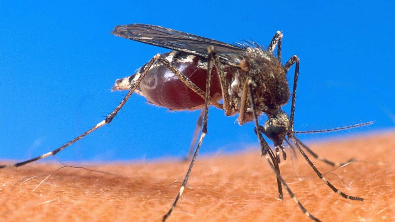 Malaria_insect_131008_AAP.JPG