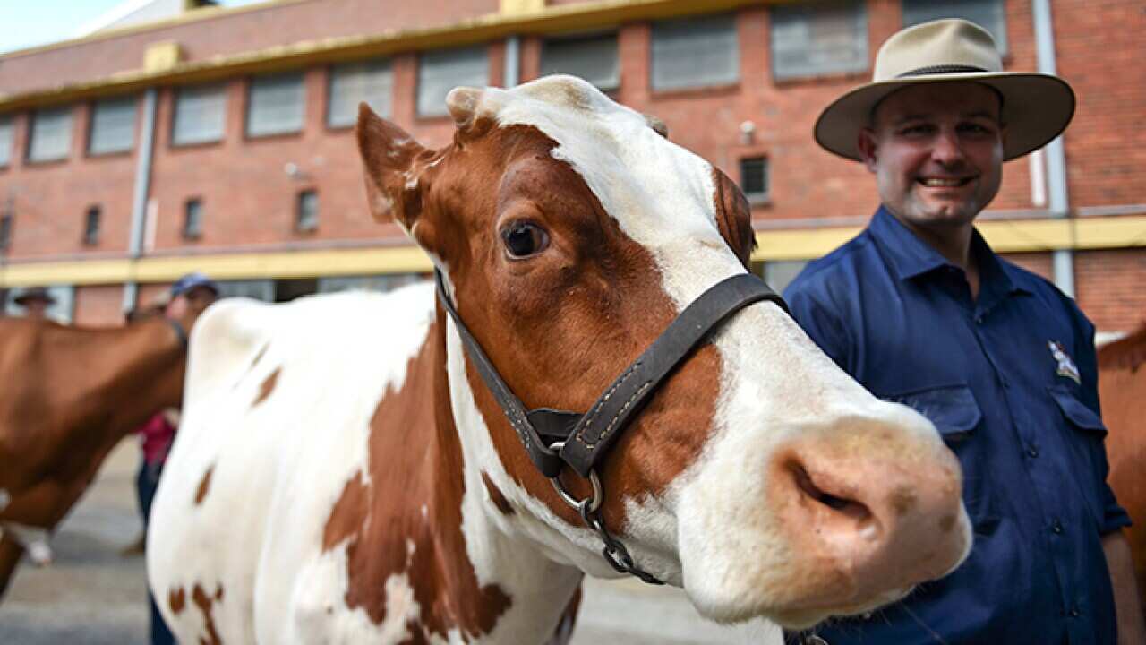 Australian Cow