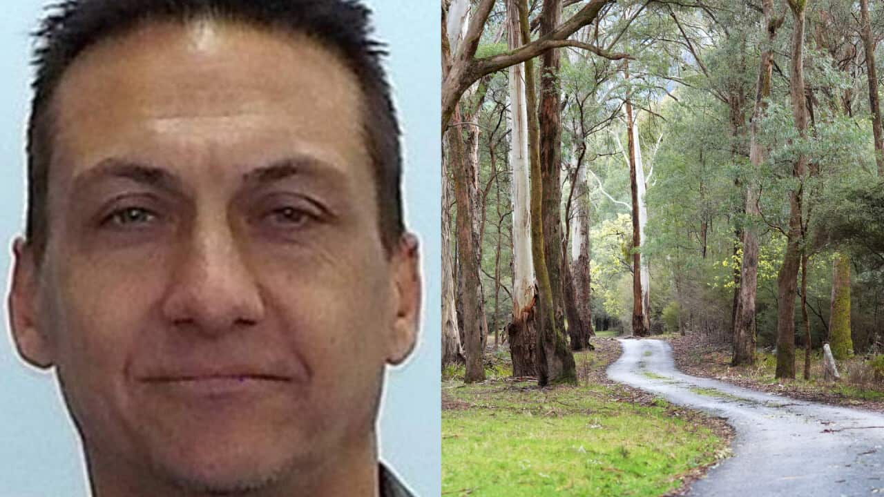 A split image of a man's head on the left and an image of bushland on the right