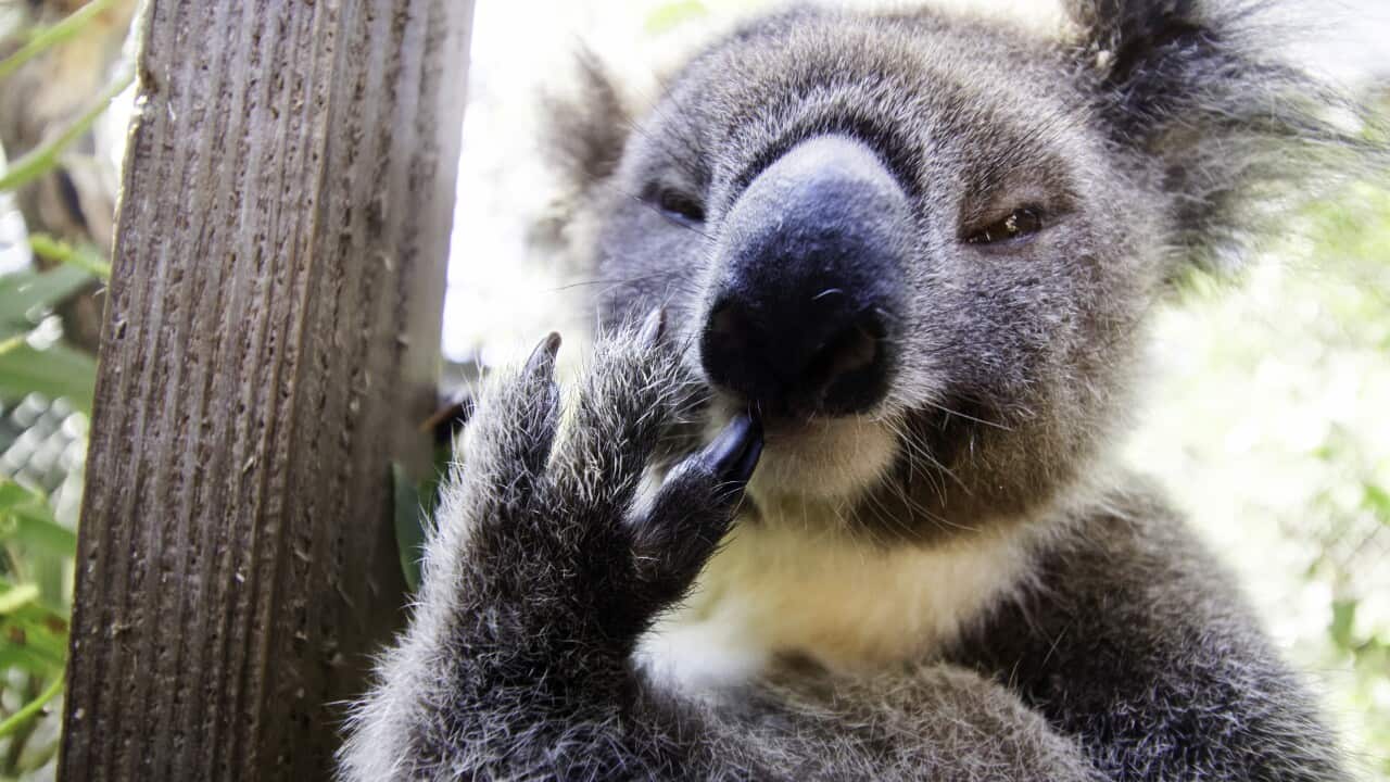 A male koala joey.