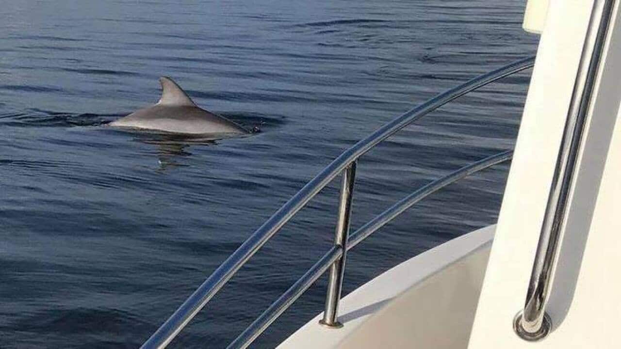 One of Adelaide's river dolphins