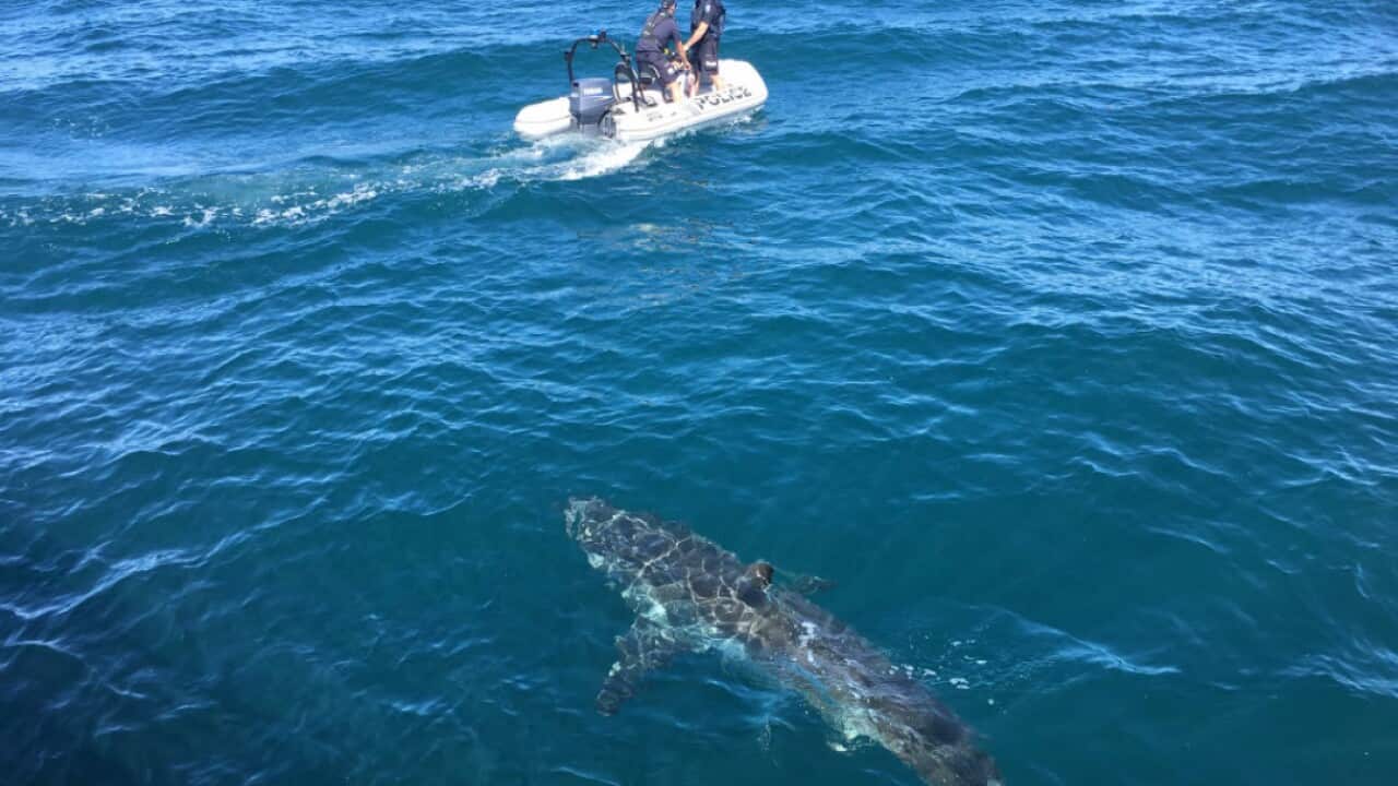 South Australia Police followed by a great white shark.