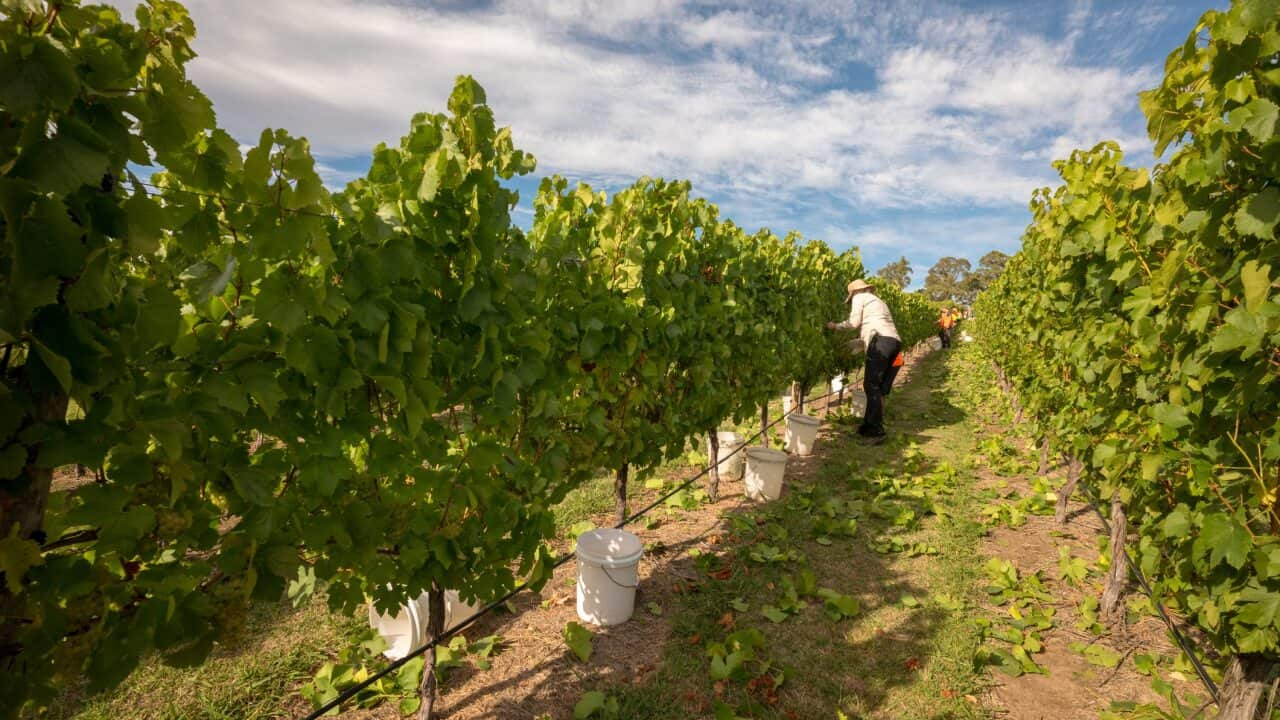 Fruit pickers are needed across the country for the upcoming harvest seasons