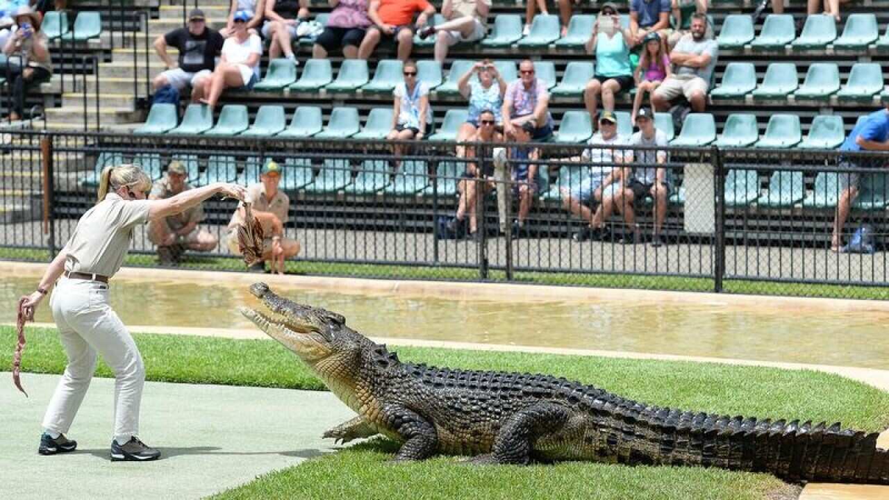 File picture of Terri Irwin feeding a crocodile at Australia Zoo.