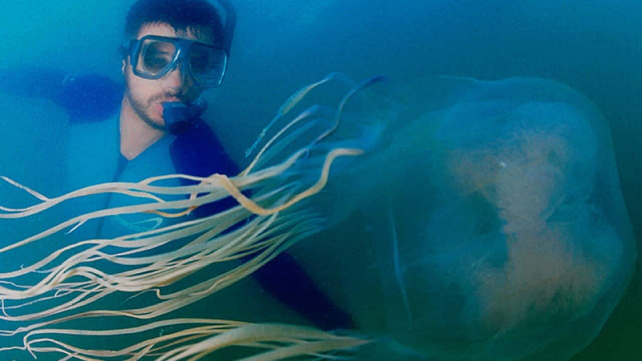 A man swims with a Box jellyfish