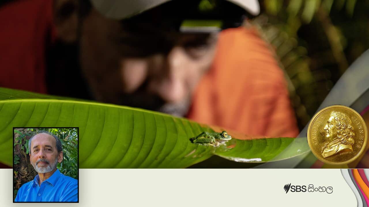 Dr Rohan Pethiyagoda 2.jpg