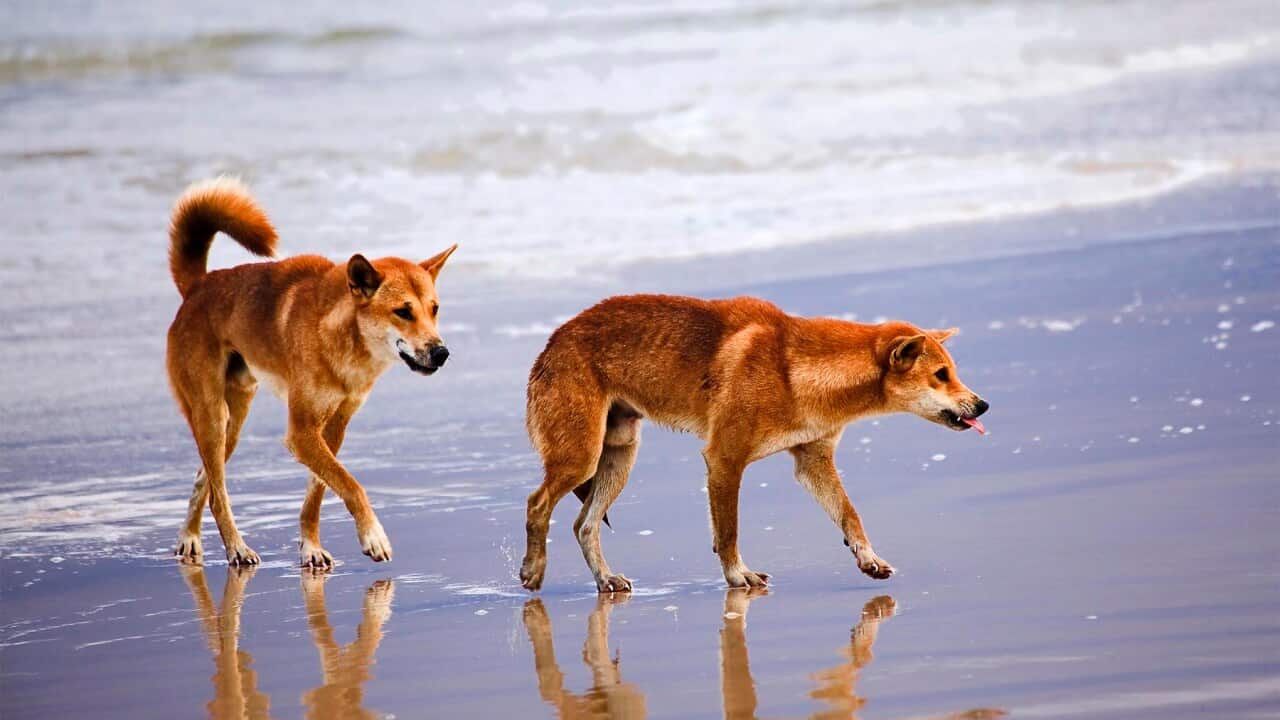 K'GARI FRASER ISLAND DINGOS
