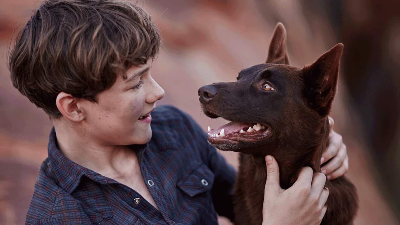 Blue Dog