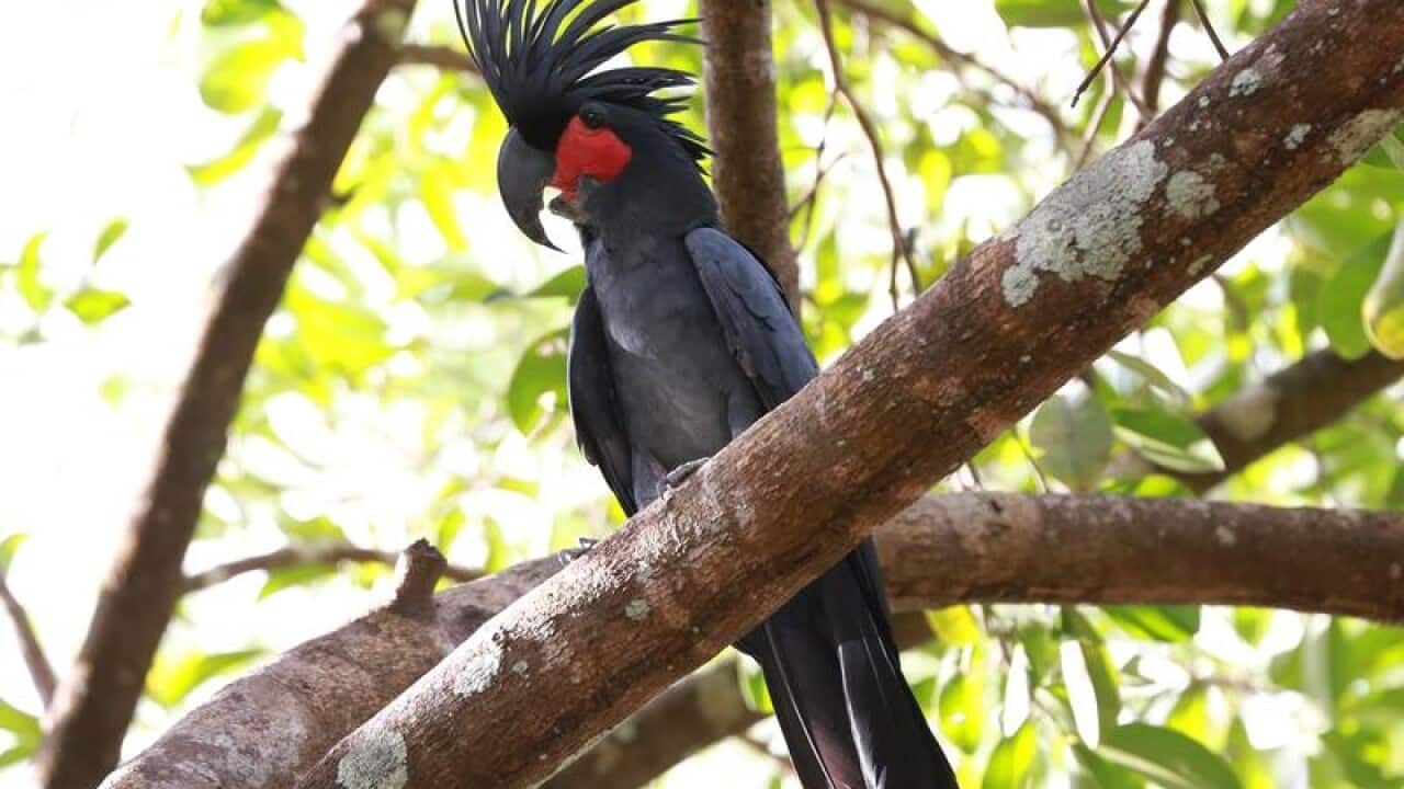 A Palm Cockatoo