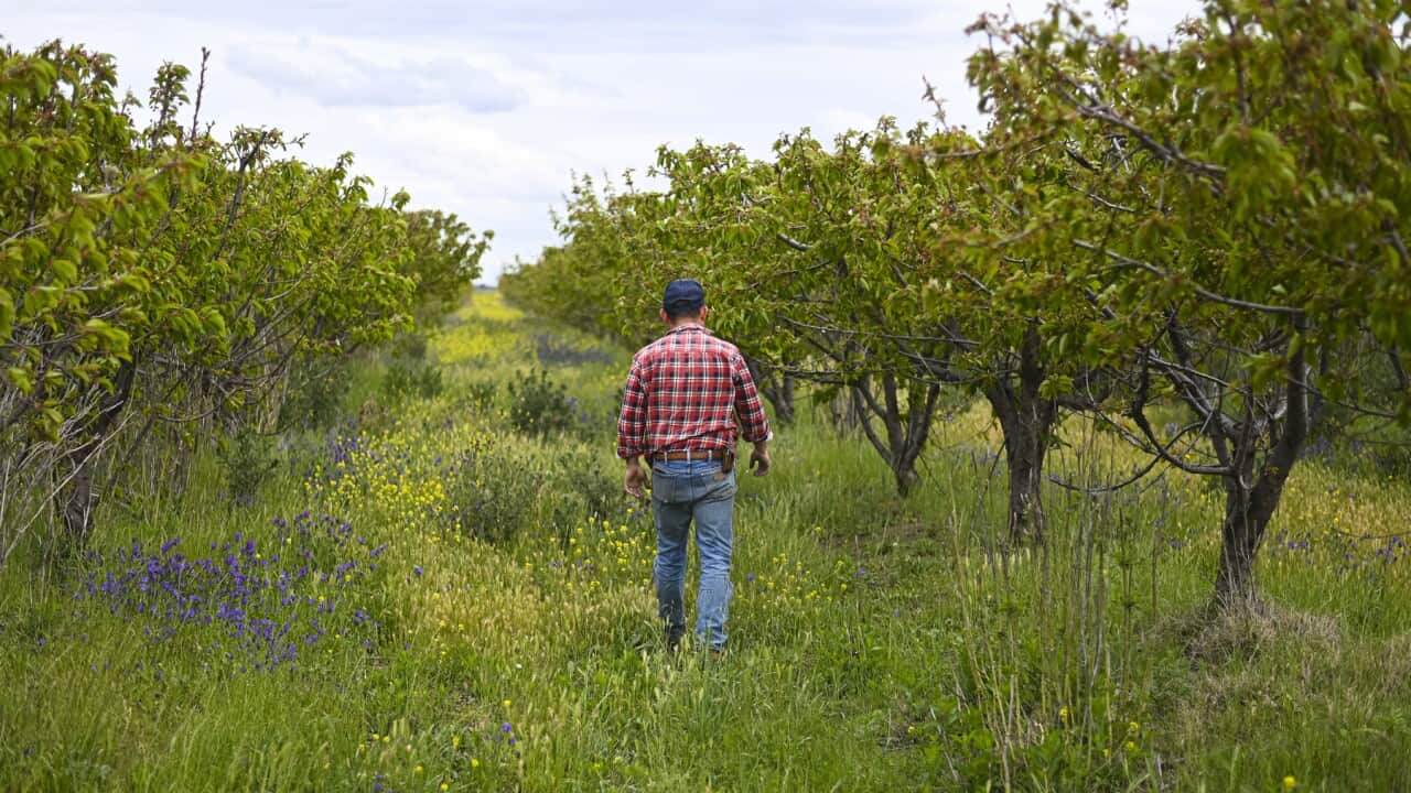 A fruit farm near Griffith that needs working pickers (AAP).jpg