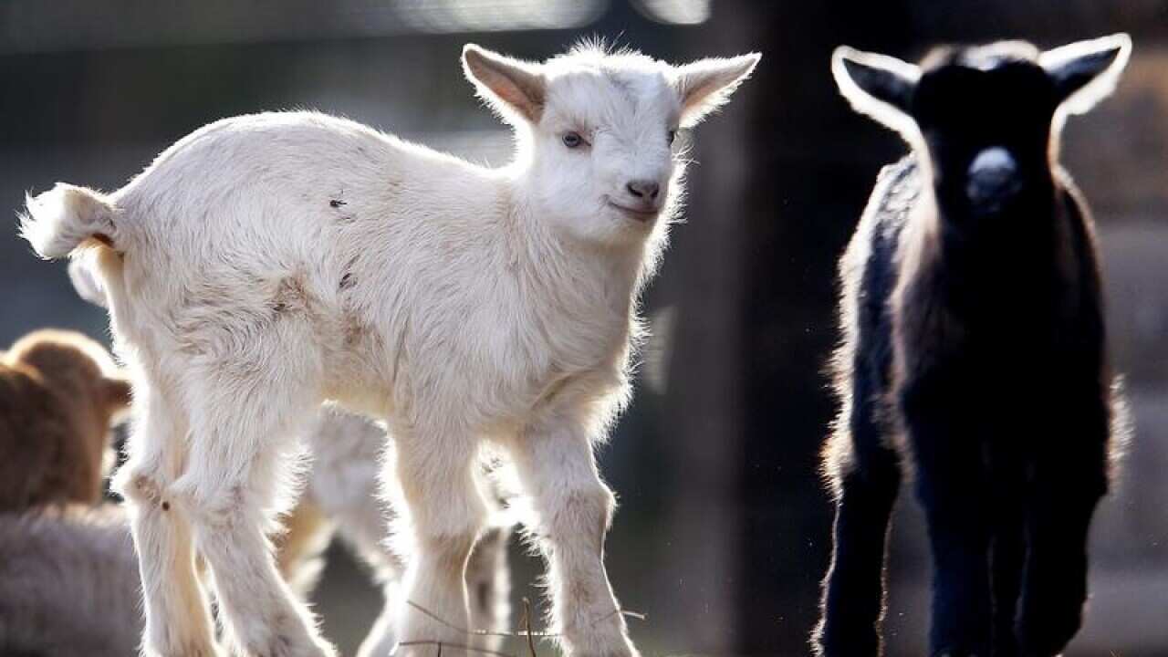 A white and a black goat in their enclosure at Opel Zoo, Germany.