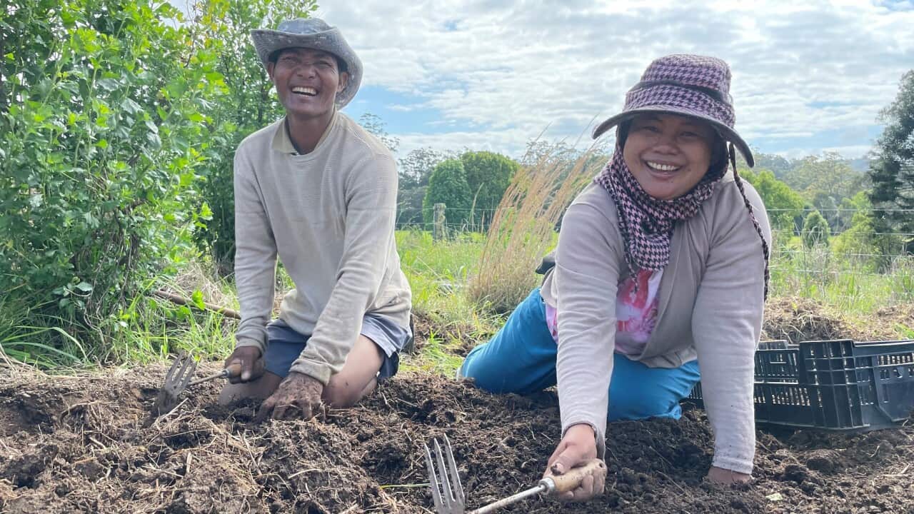 A group of five refugee families from Myanmar have joined forces to lease a farm and run their own organic business.