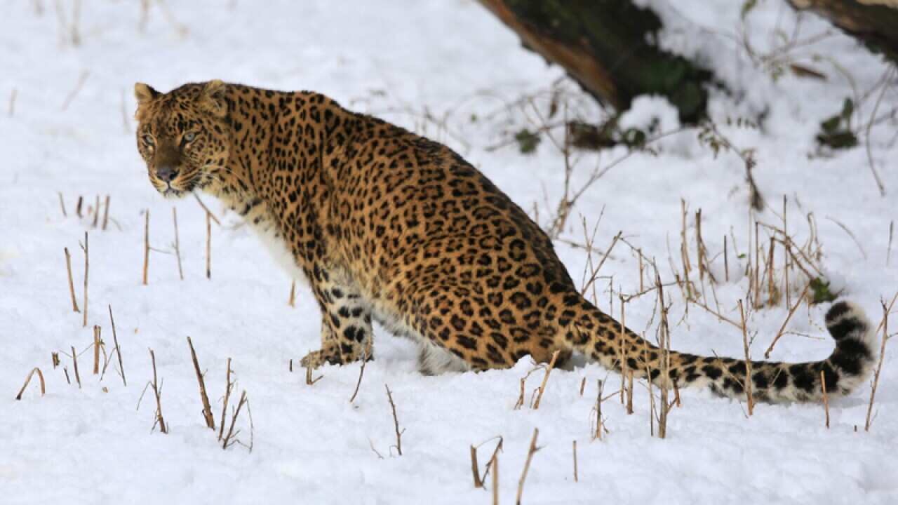 A female leopard