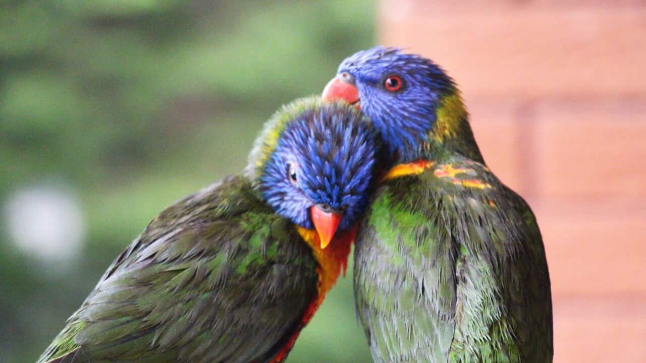 Cockatoos