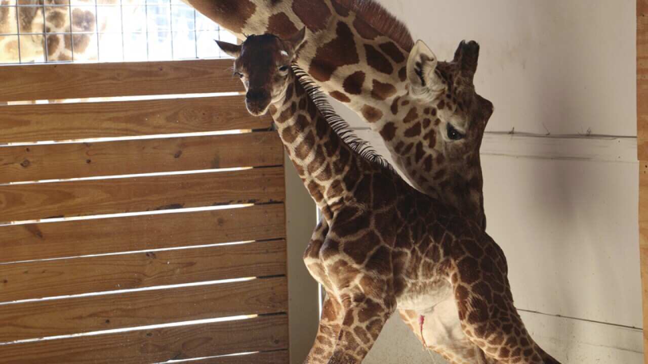 A giraffe named April stands with her new calf