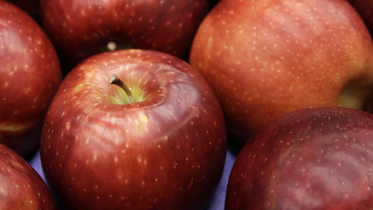 A box of Cosmic Crisp apples at Washington State University