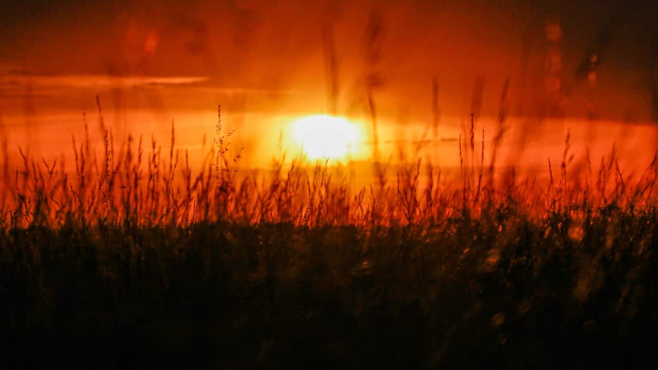 A sunset, viewed from behind shadowy long grass, paints the sky red and orange.