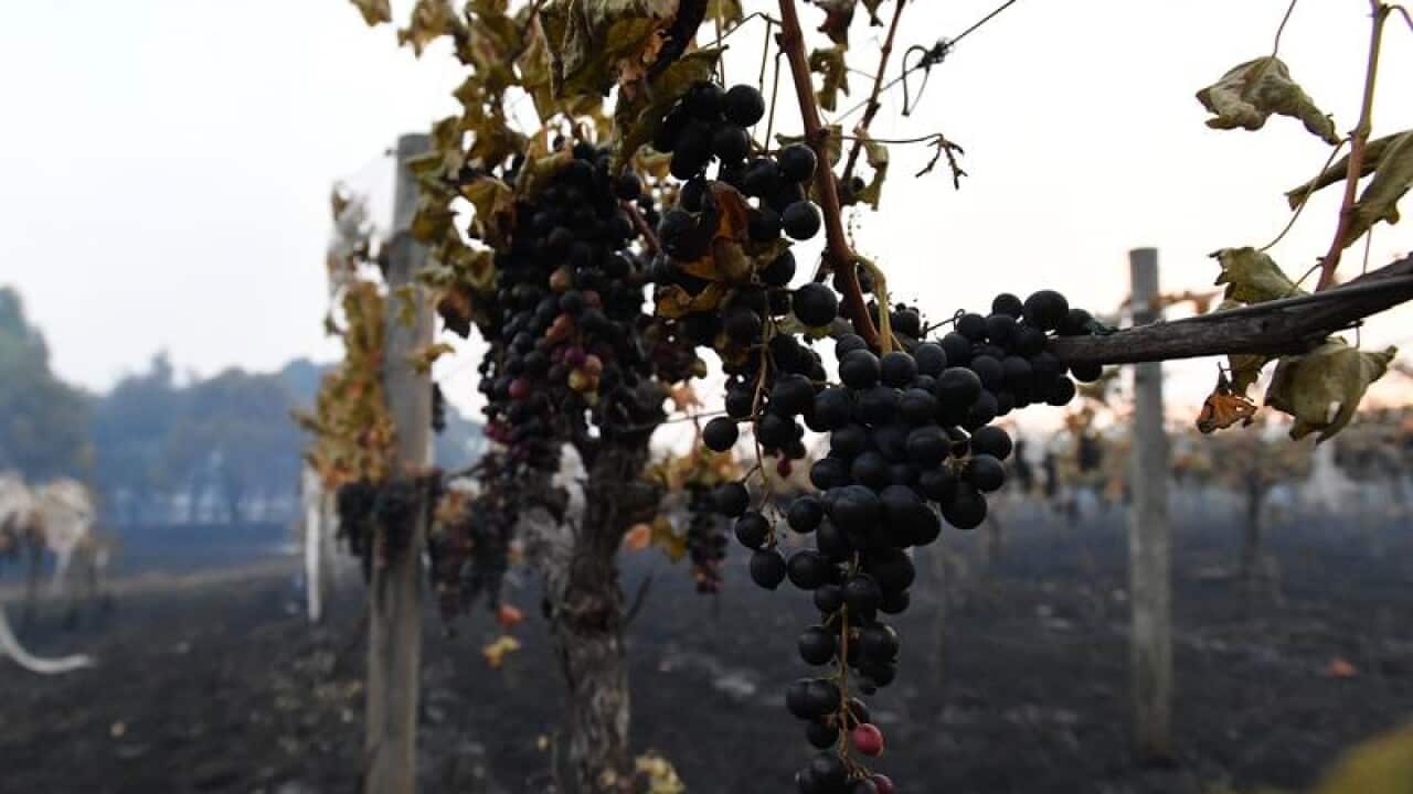 Vineyards have suffered through Australia's record-breaking heat