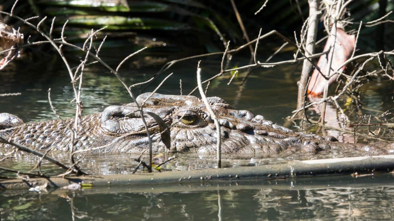 Crocodile numbers in Northern Australia grow