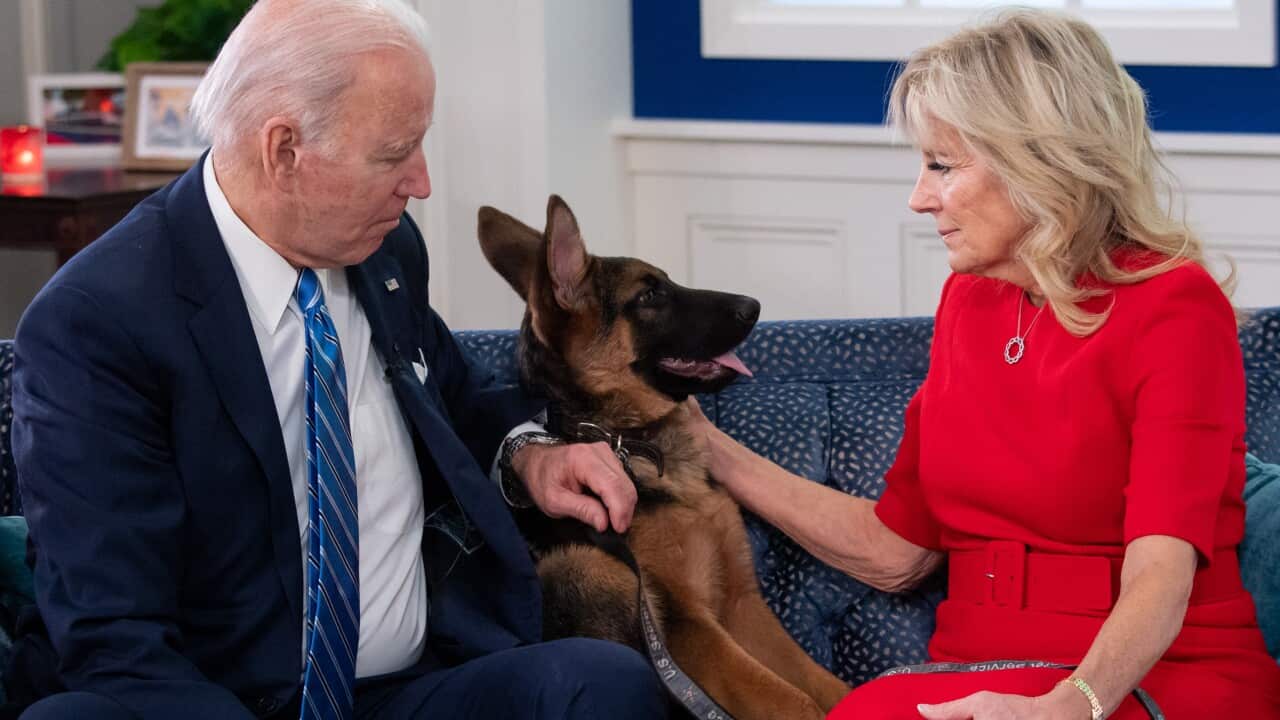 Joe Biden’s dog Commander bites another Secret Service officer in 11th recorded incident Joe Biden’s dog Commander bites another Secret Service officer in 11th recorded incident