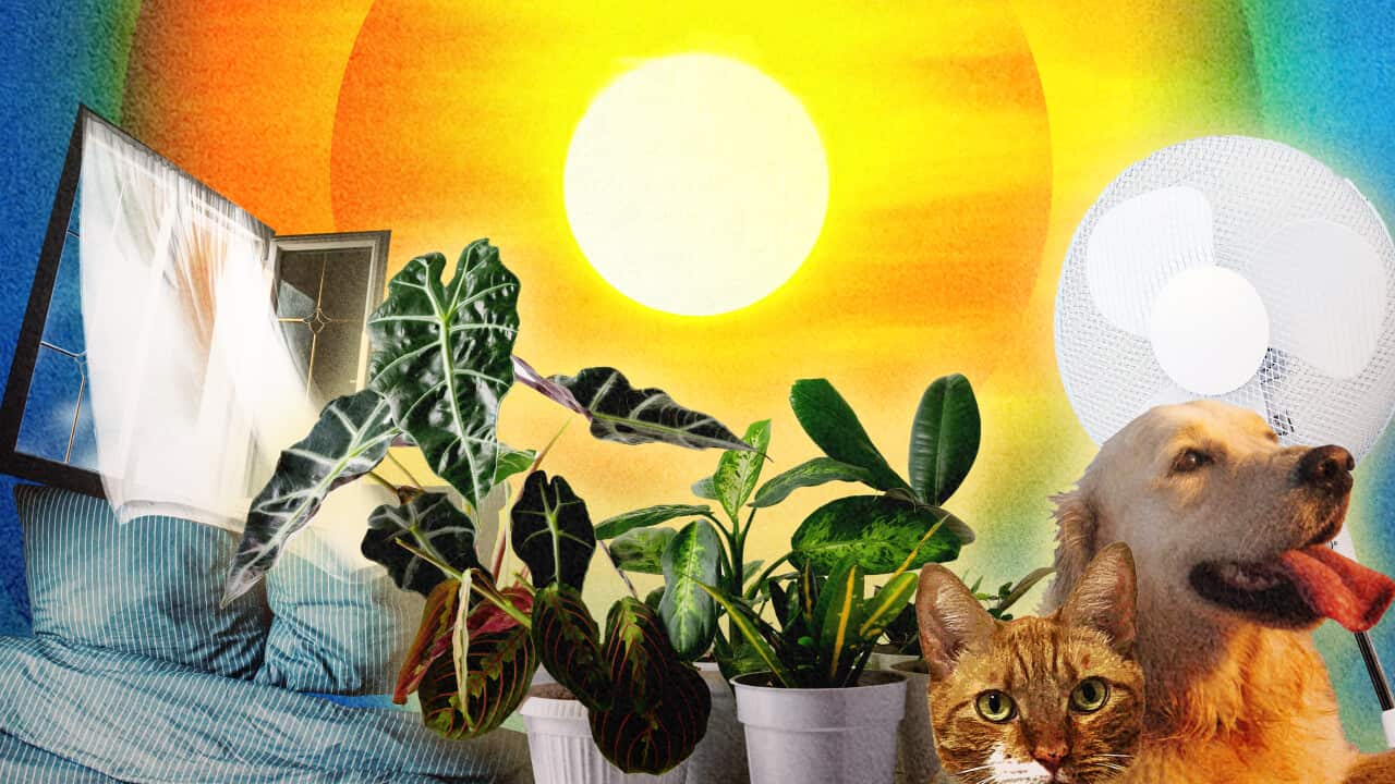 A stylised image featuring a window, a bed, indoor plants, a cat and a dog, a standing fan and a bright yellow sun in an orange sky in the background.