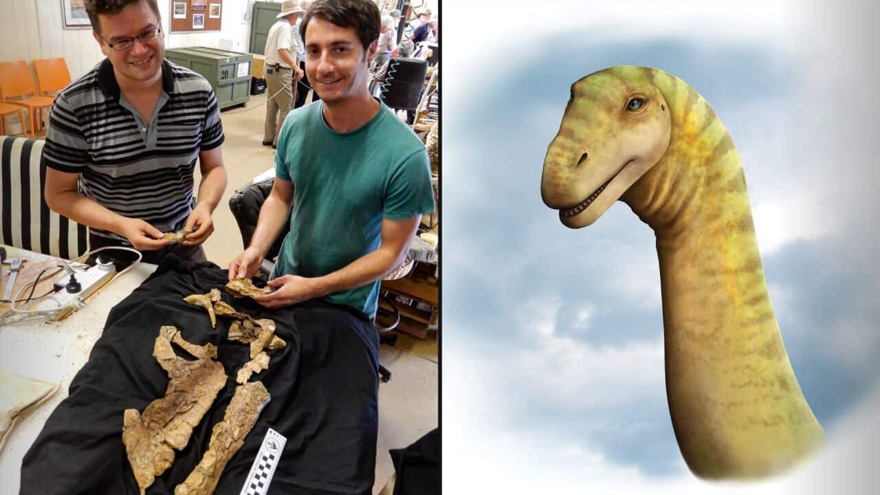 Stephen Poropat (left) and Phil Mannion examine the dinosaur skull. On the righthand-side of the composite image is an illustration of the dinosaur species Diamantinasaurus matildae.